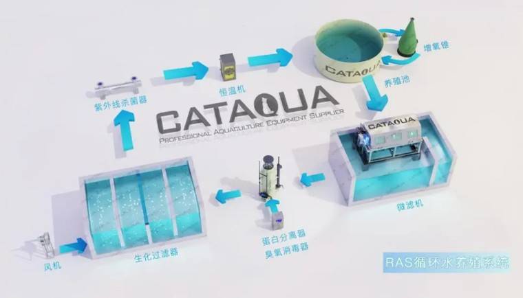 工厂化循环水系统 调制海水,这一内陆城市也养出大白虾!