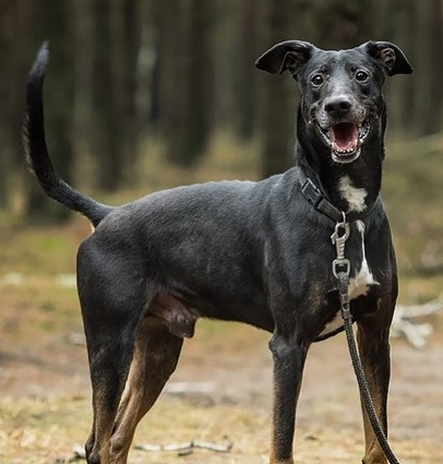 巴西菲勒犬价格 出售图片