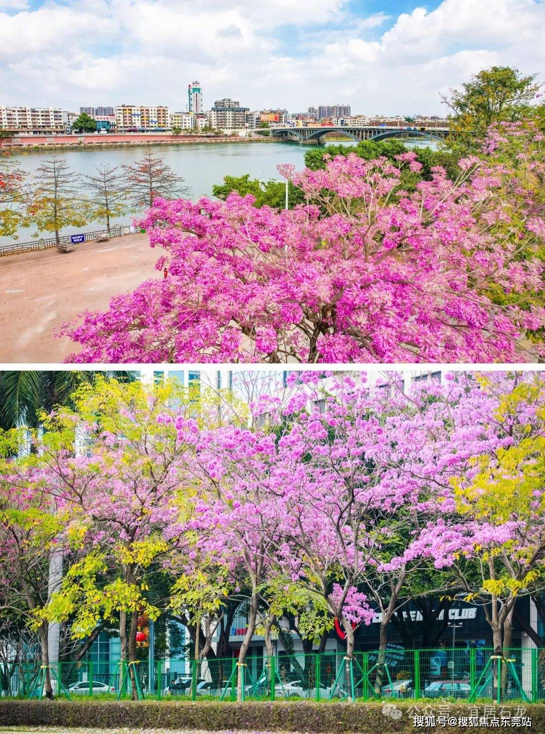 东莞的绝美花海开好了,还有花田里的集市逛_大岭山_摄影_公园