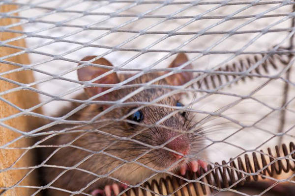 一篇文章告诉你答案!_老鼠_合作_教育