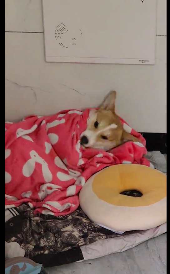 主人早上起来看雪,发现狗狗还躺在被窝里没起床!这狗生我羡慕了