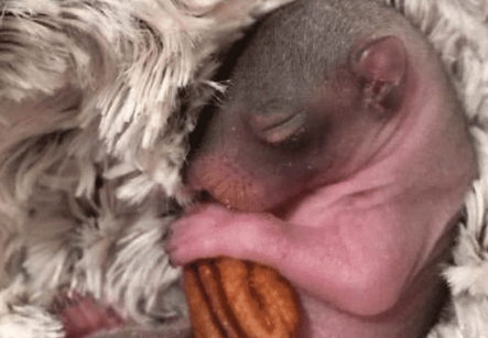 松鼠宝宝被主人教坏,长大后不喜欢爬树,网友:不像松鼠的松鼠_thumb_小