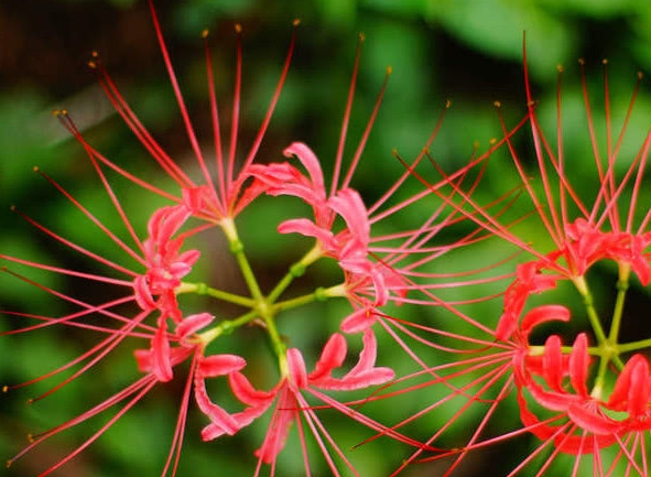 它被人们称为"彼岸花",在小说中常出现,可你真的了解它吗_侵权_图片_