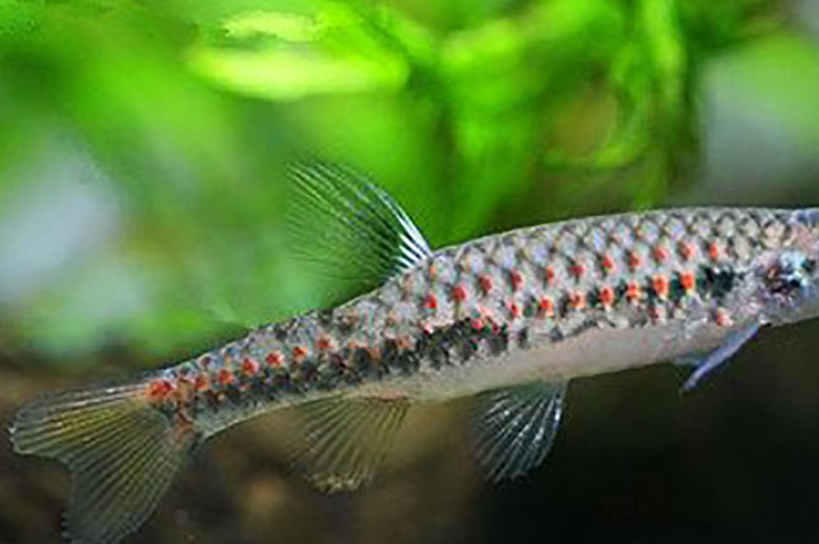 繁殖缸很重要_雄鱼_水质_游动