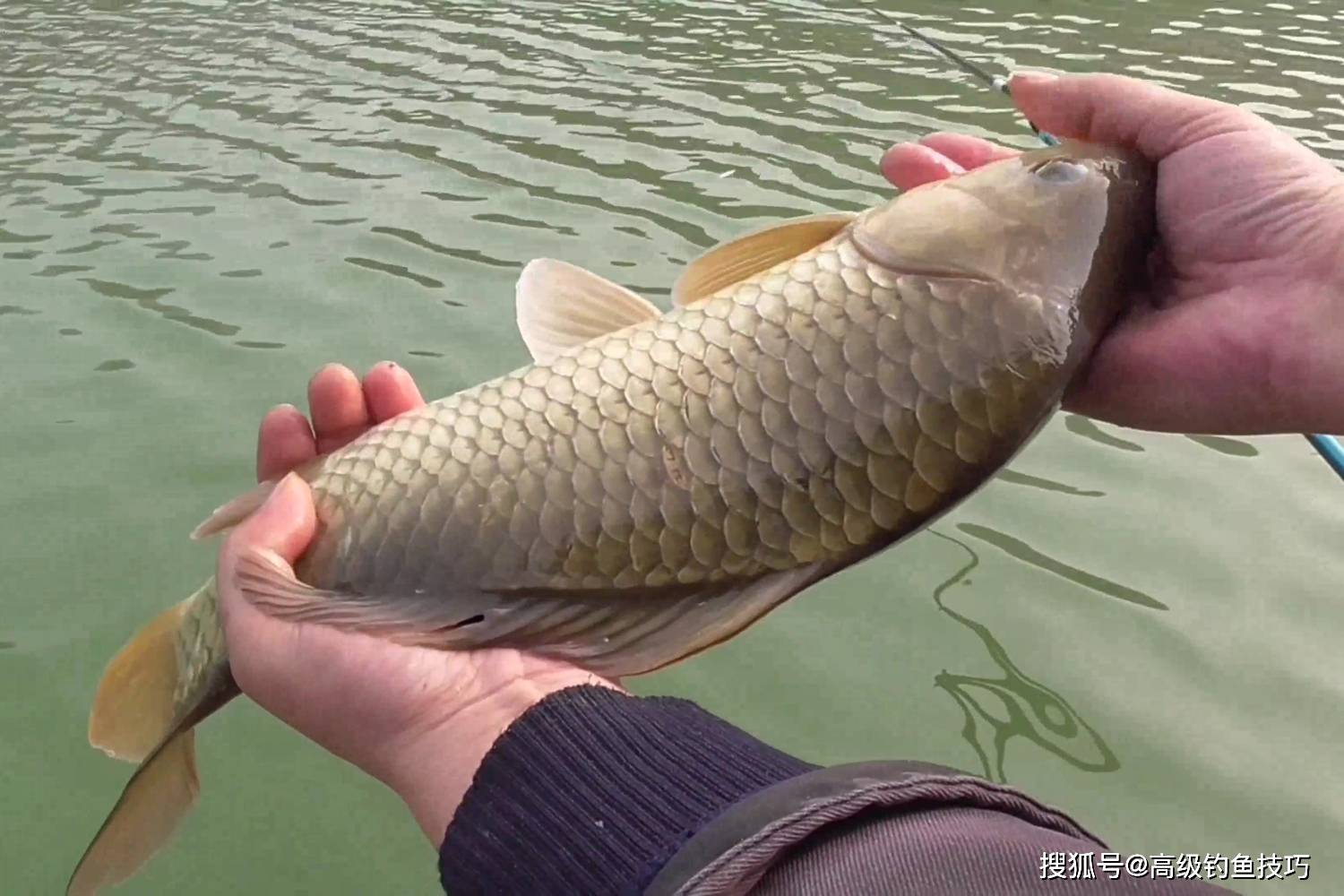 初春钓鲫鱼的四种正确水深_深水_浅水区_深度