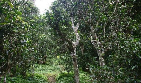 古树必然是好茶?_茶树_口感_山头