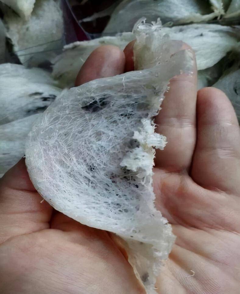 雅砻江最后的"采窝人":一斤售价26000,儿子宁愿打工也不接班_燕窝