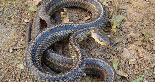 科学家指出一种凶狠动物,差点吃光人类祖先_南方_古猿_化石