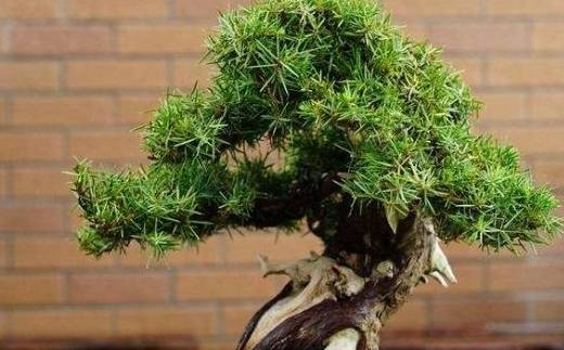 花友_植物_养护