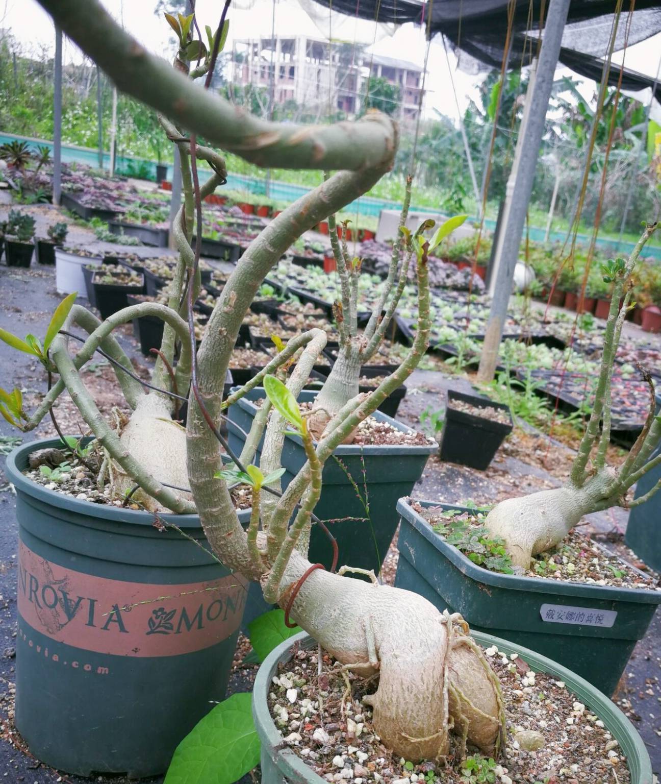 沙漠玫瑰:此玫瑰非彼玫瑰,多肉中的"玫瑰花"!_开花_养护_树干