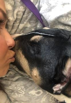斗牛犬把主人咬进急诊室,害主人没朋友没工作,狗语者能救它吗?