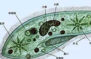 家庭养鱼,动物性饵料的选择要点_水蚤_金鱼_草履虫