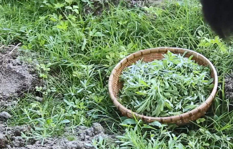 草的正确吃法,操作简单又好吃,春天里不能少的美味_农村_侵权_野草