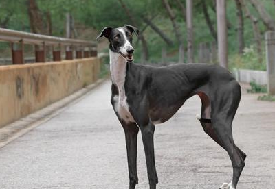 格力犬又叫灵缇,灰狗,大型犬.