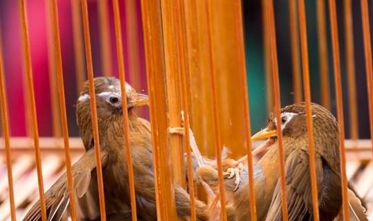 画眉鸟大羽已经换完,小毛还没有动静,这是为什么?_身体_时候_时期