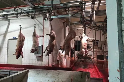 屠宰污水氨氮去除剂_处理_废水_过程