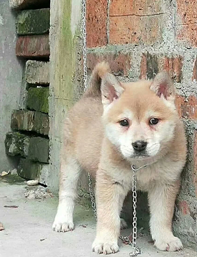 养狗狗别太娇气,外表可爱的中华田园犬,颜值不输宠物