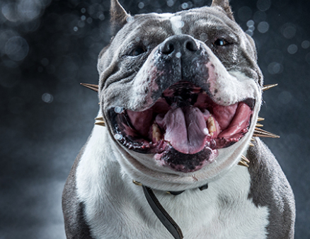 你知道美国名犬吗?恶霸犬,给你安全感_时候_身体_蔬菜