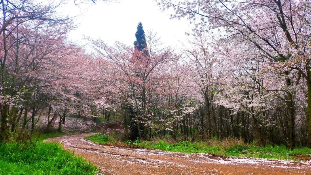 平坝樱花真实照片图片