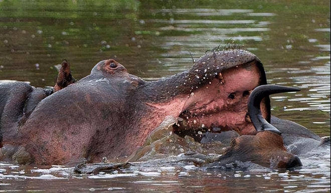 澳洲母牛居然吃蛇,真的是专家所说的缺乏营养吗,这预示着什么?