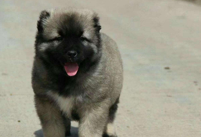 怎样正确的喂养高加索犬,喂养的小技巧,新手要知道的_进行_狗狗_时候