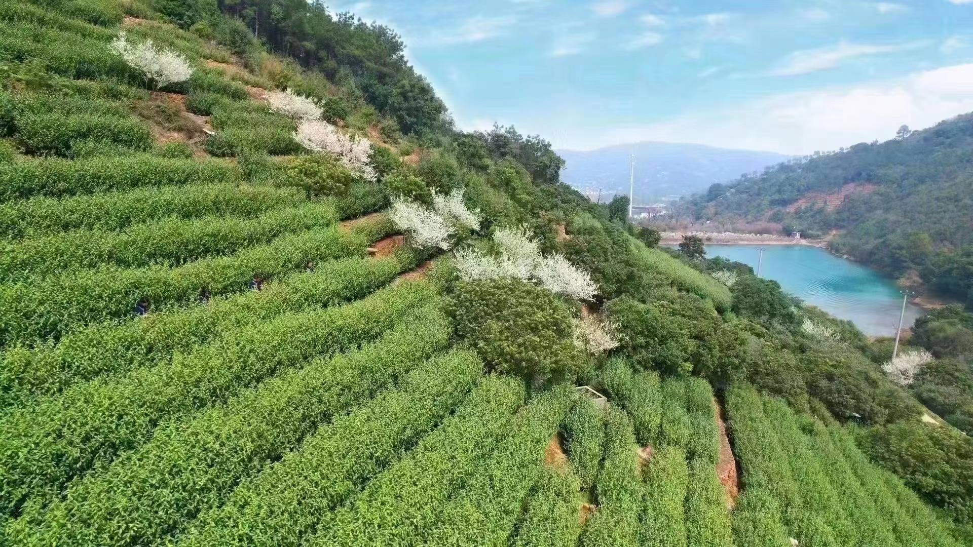 碧螺春按等级论价,自家茶园,自产自销,头采碧螺春量少,感谢茶友的支持