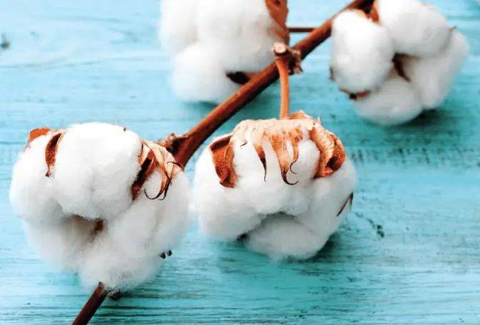 carolina absorbent cotton——棉,人造丝和聚酯线圈领先供应商_产品