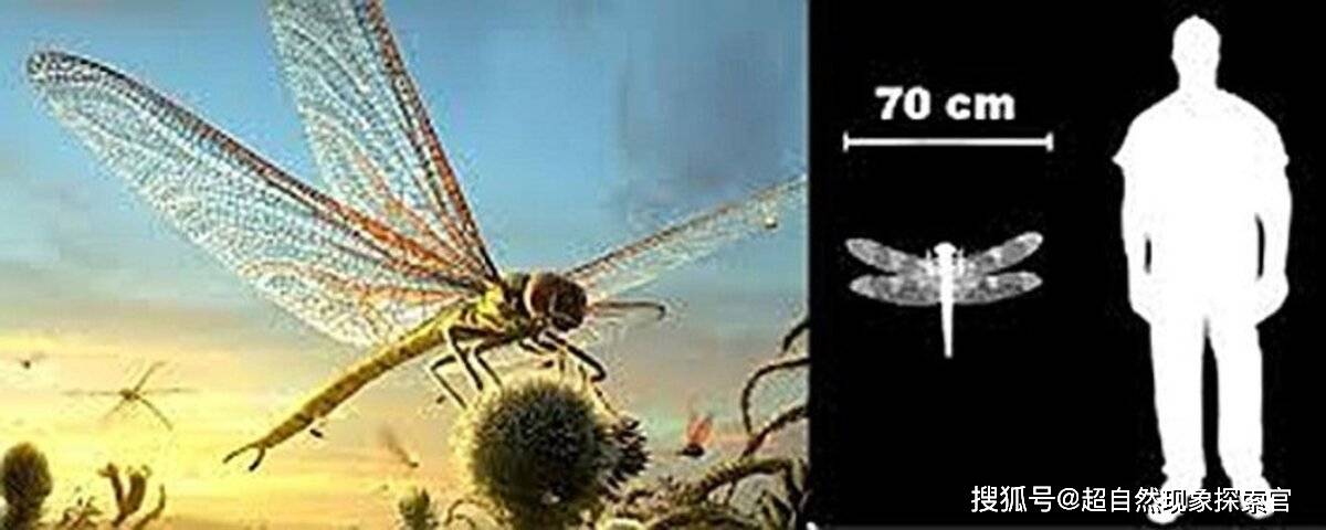 石炭纪巨人症成因探讨_动物_氧气_浓度