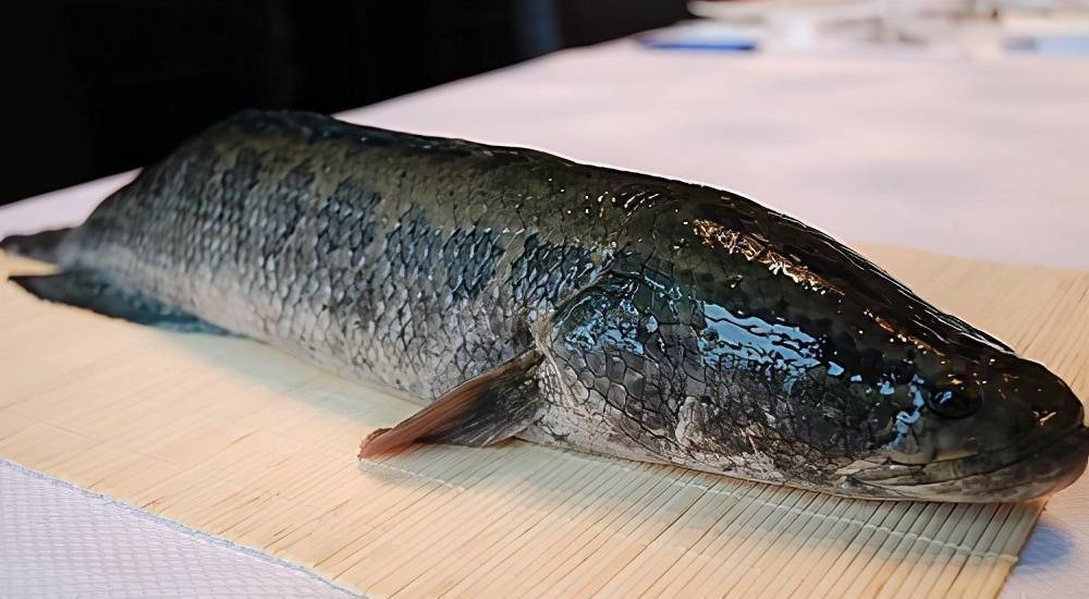 生活_三峡地区_黑鱼