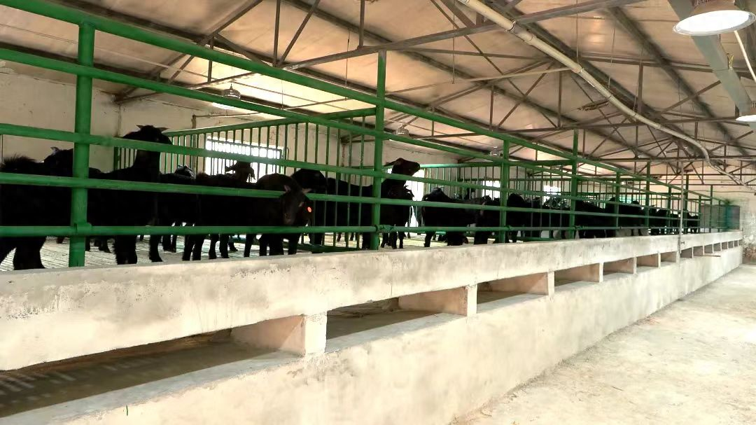 近年来,随着乡村振兴战略的深入推进,昭化区以建设全省肉牛羊生产重点