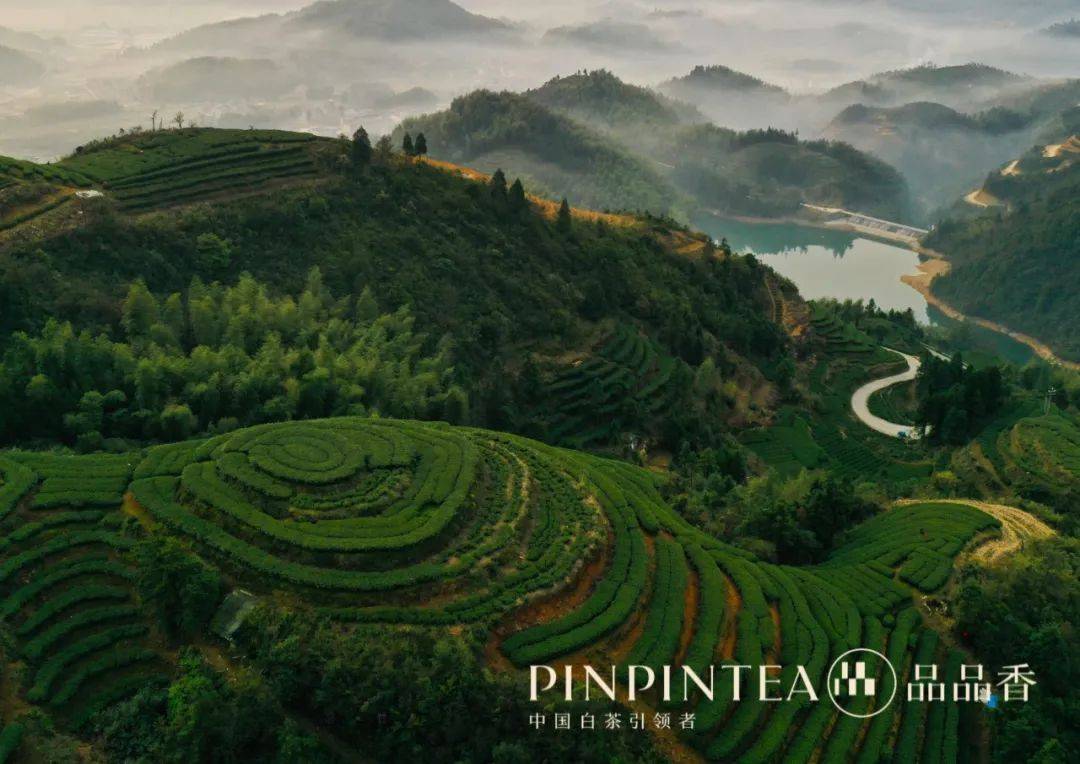 品品香茶业荣获2023年度福鼎市企业纳税超柒仟万元"功勋企业"