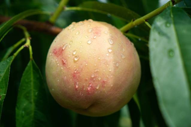 杭州必买特产,港人如何集运到香港?鑫航集运告诉你!_西湖_藕粉_枇杷