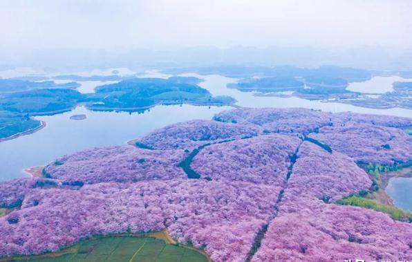 安顺樱花旅游景点图片