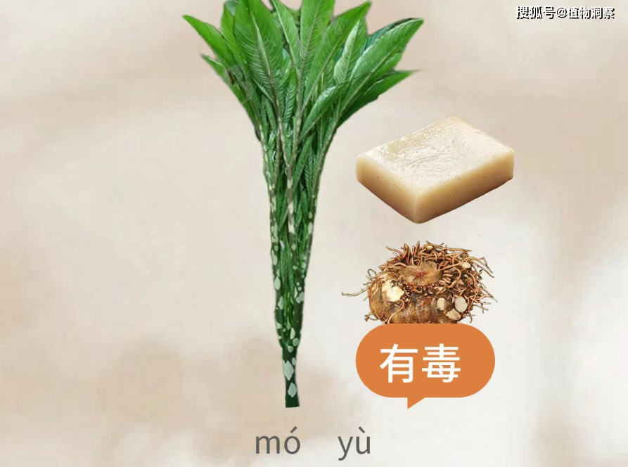 蒟蒻,又称磨芋,魔芋,有3大作用,价值极高,农民朋友要了解!