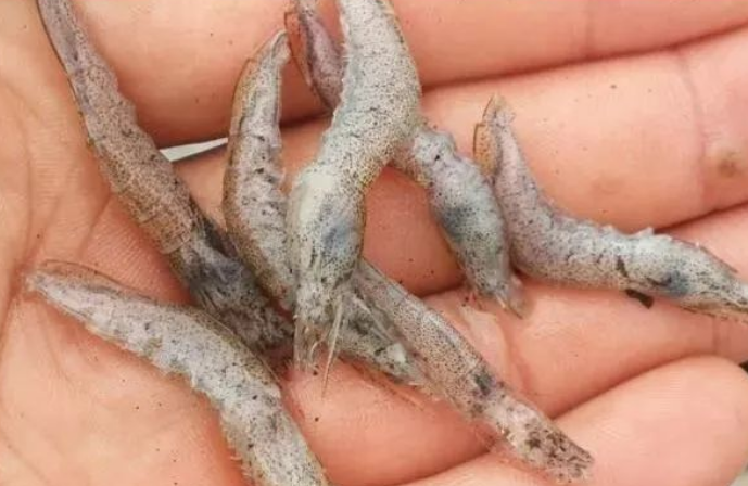 对虾出现肌肉白浊,不容忽视!_养殖_治疗_水质