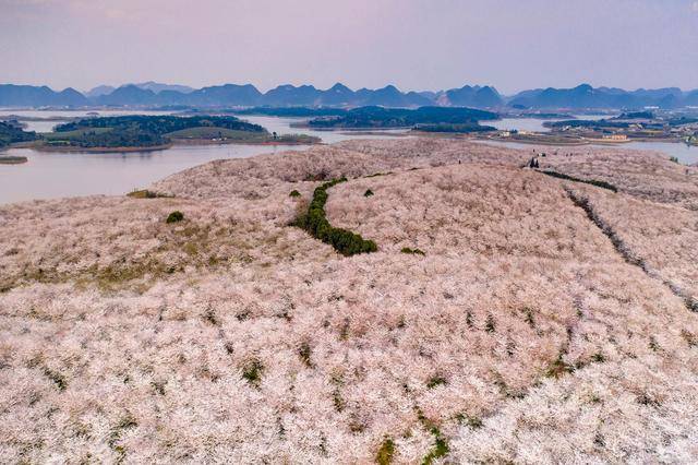 贵阳平坝农场樱花图片