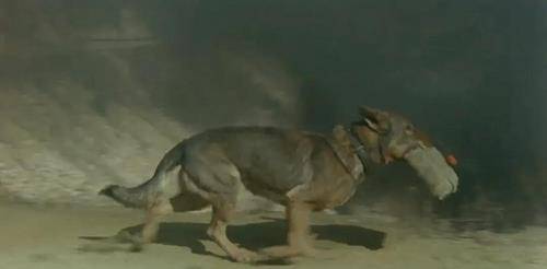 不强烈,对功勋犬的牺牲没有多大反响,还给《犬王》颁发了"优秀影片奖"