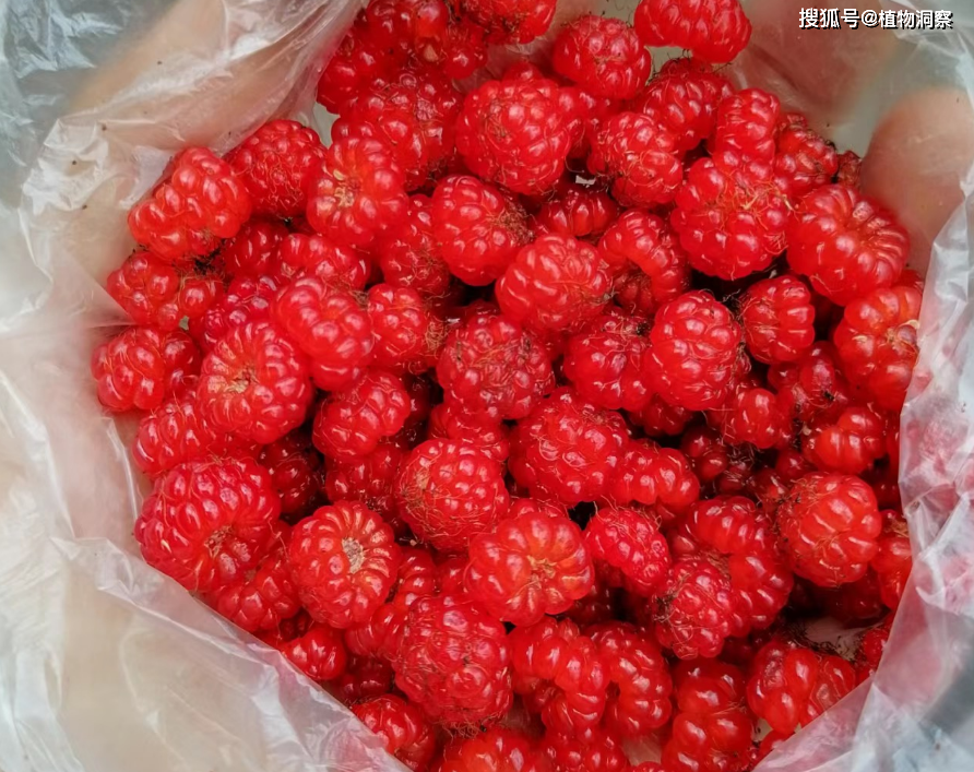 原创粗叶悬钩子又称八月泡老虎泡有3大作用价值极高农民朋友要了解