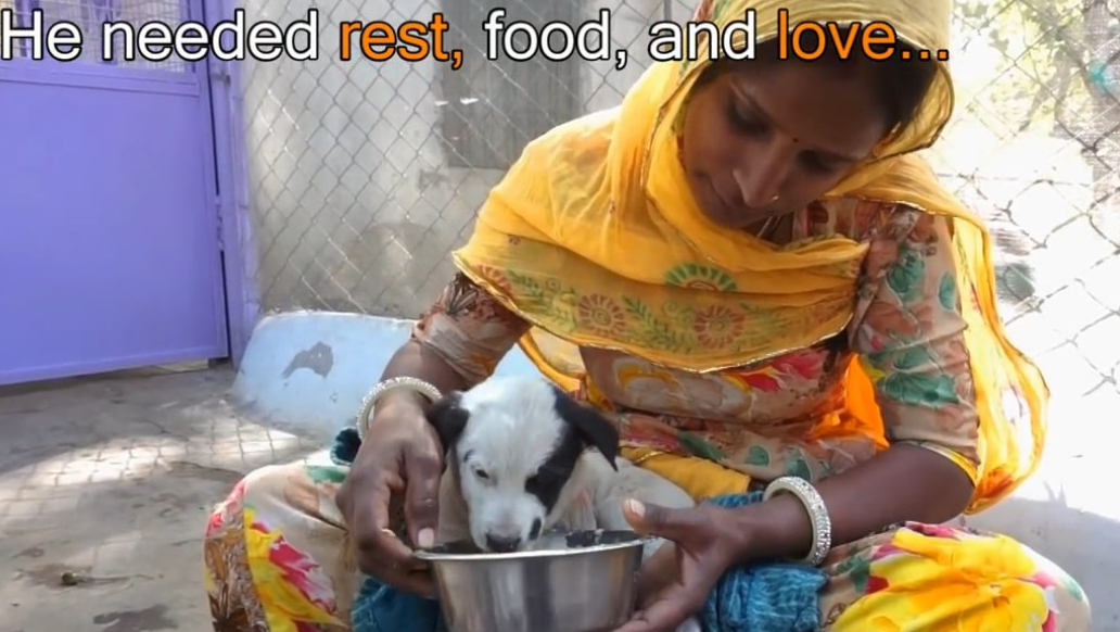 原创小奶狗遭刺伤无助躺地狗妈妈守护哭叫请救救我孩子