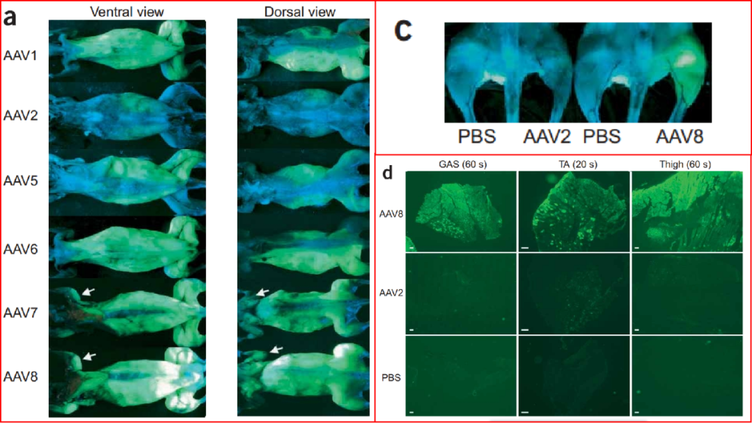 【组织特异性干货】肌肉特异性基因调控_研究_平滑肌_骨骼肌
