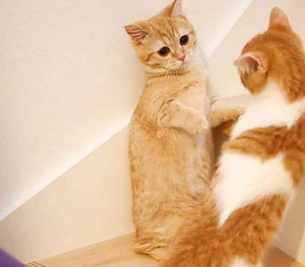 饲养两只爱打架的猫咪让人头疼,到底怎么样才能让它们和睦相处?