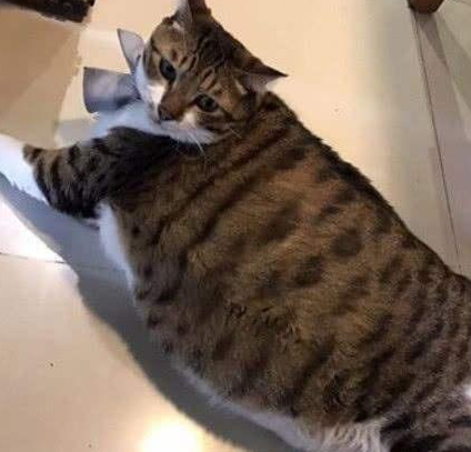 那些年奶奶养过的宠物,狸花猫胖的像"海参",最后一个胖的可爱