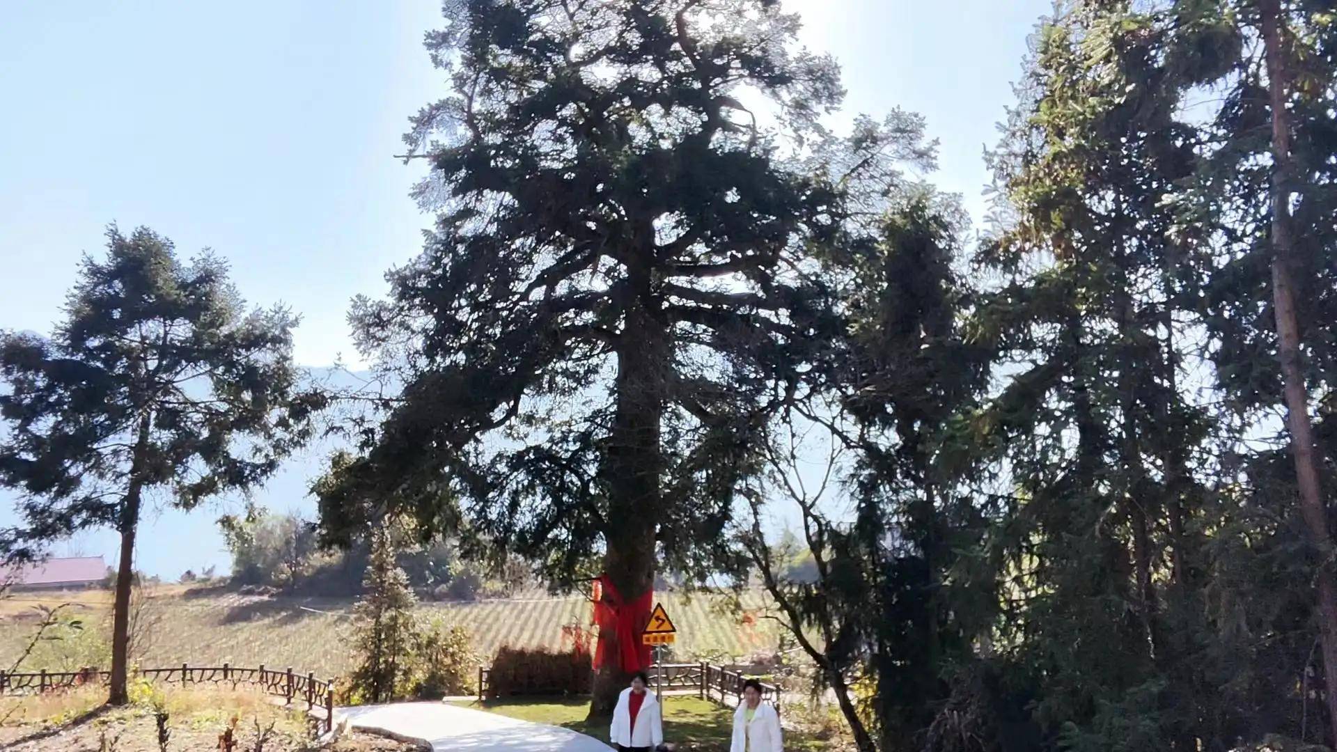 上榔坪,还有一株活了1000多年的油杉树,苍劲挻拔,直入云天,据林业专家