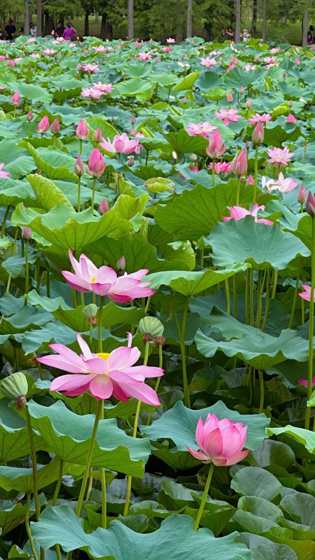 闯进花花世界烟台全年赏花指南快收藏