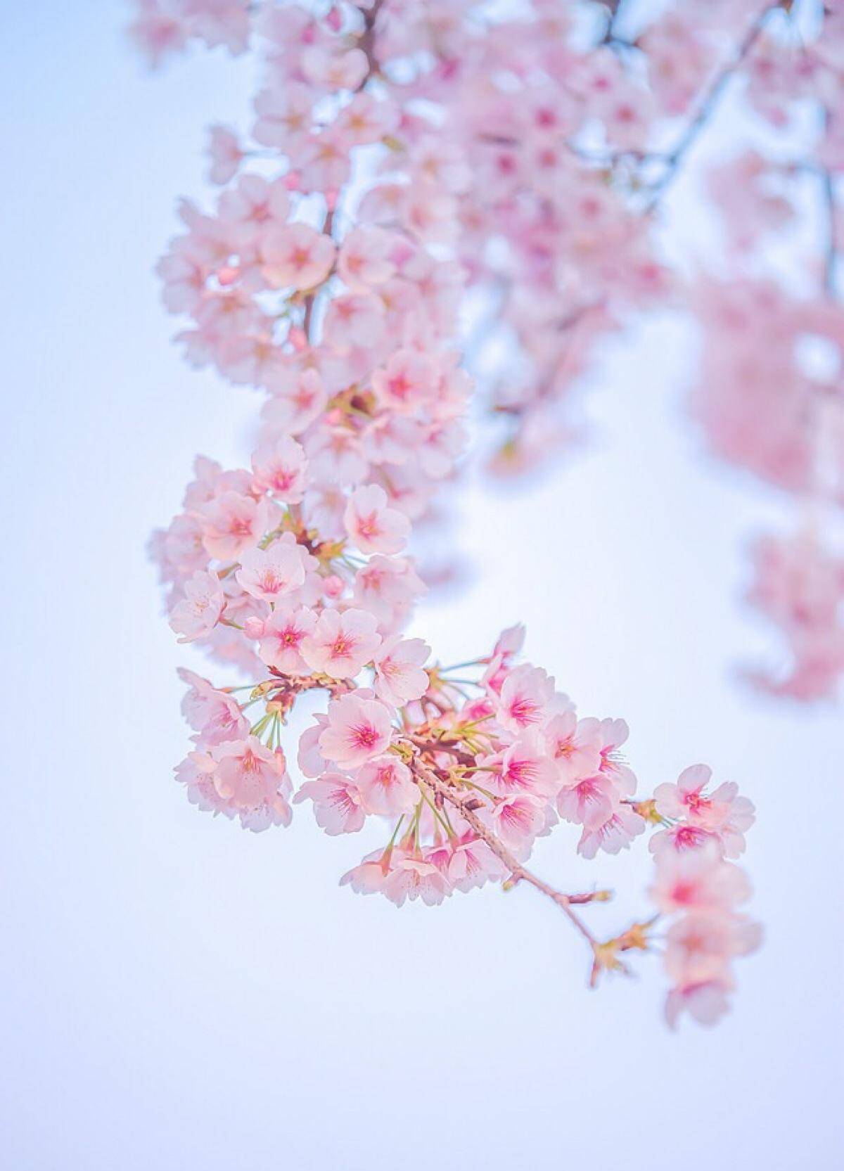 1 樱花粉比如今年在流行趋势里大推特推的"初
