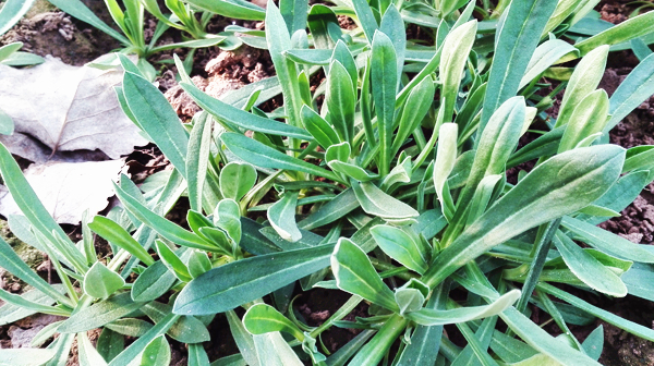 它曾是"救命菜",味道鲜,能润肺止咳,现在很少见,遇到别错过_野菜_麦苗