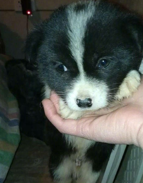 原创小奶狗品相不好被遗弃遇好心人喂饭狗狗紧张讨好模样令人心酸