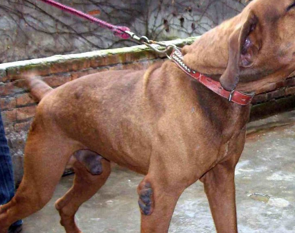 巴西非勒,是珍稀的巴西追踪犬,这一强壮有力的獒由西班牙和葡萄牙獒及