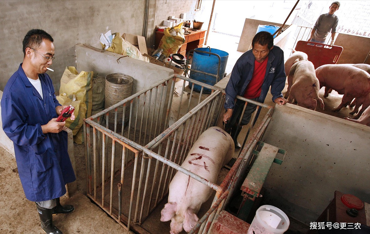 3月1日猪价_生猪_市场_报价