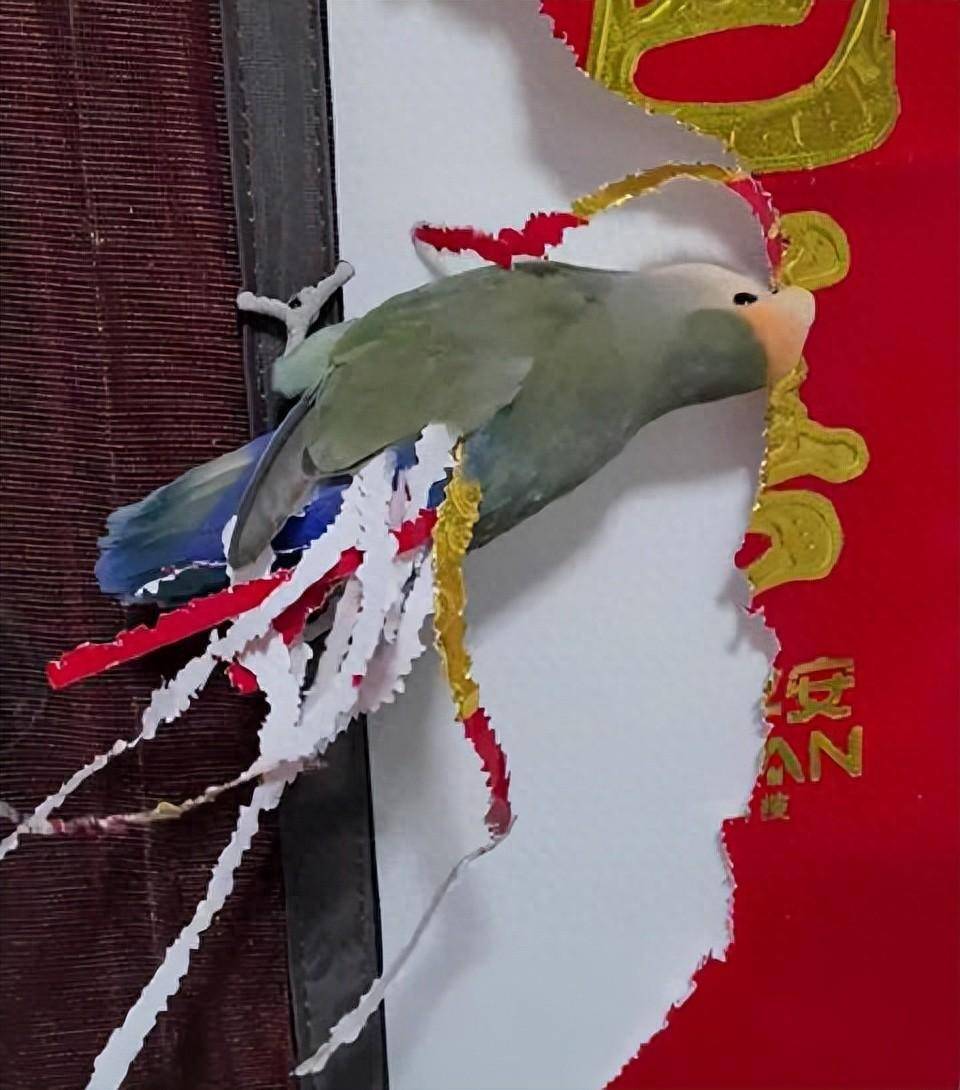 可爱！鹦鹉将对联撕成条“装扮”自己的尾巴？其实不是因为爱美_搜狐网